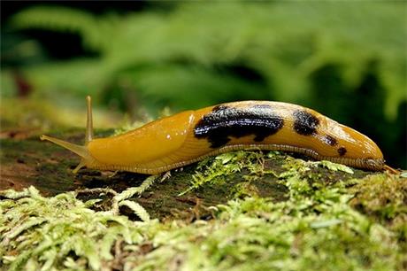 banana-slug2-1748443829109.jpg