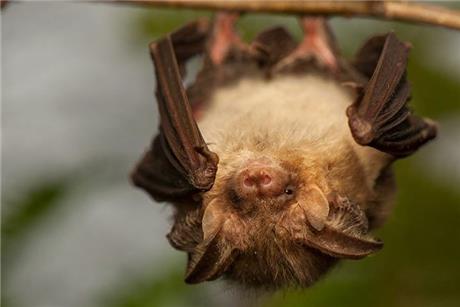 bat_facts_l-1748443831134.jpg