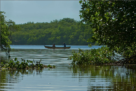 pic-1-mangrove-1722898551762.png