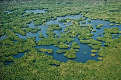pic-4-mangrove-1722900246877.png