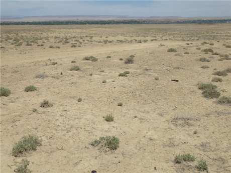 Barren-ground-resize-1722905740965.png