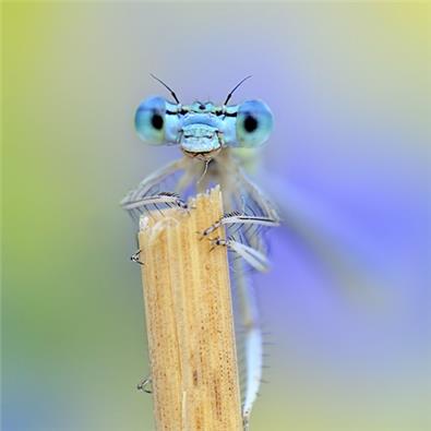 Damselfly-crop2-1724426782607.jpeg