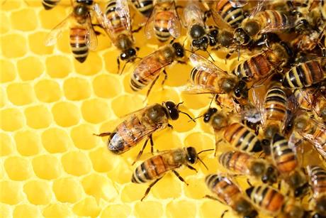 bees-1740429604041.jpg