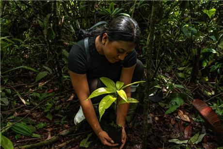reforestation-pic-2-1724116210455.jpeg